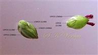  Spikelets